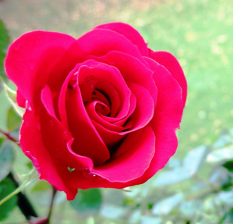 Stunning Pink Rose!, flowers, nature, rose, pink, HD wallpaper | Peakpx