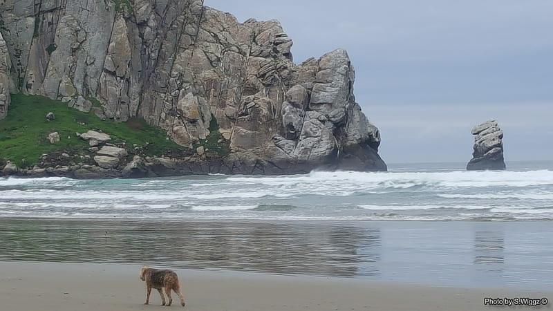 An old friend on the Beach (Morro Bay), Water, Rock, Morro, California, Dog, Waves, beach, Bay, HD wallpaper