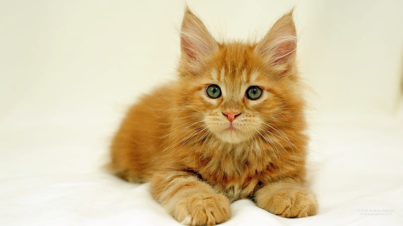 Kitten, cute, maine coon, orange, ginger, cat, animal, pisica, HD ...