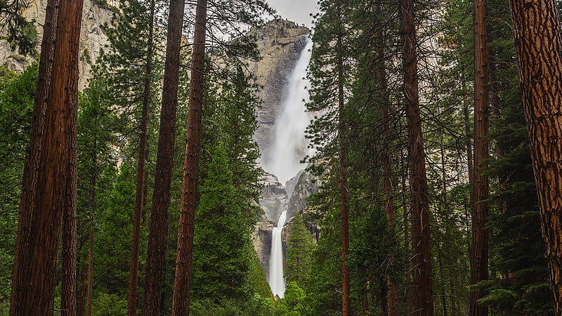 Yosemite, USA, Forest, America, trees, tree, California, nature, US, landscape, HD wallpaper