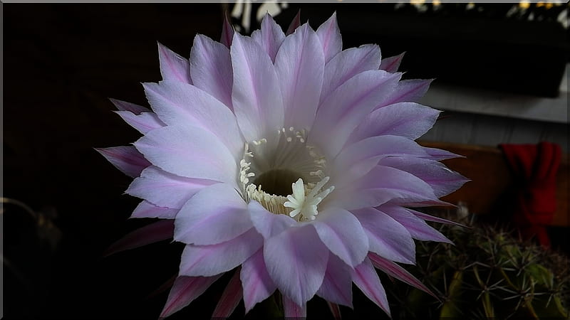 Flor de cactus, flor de flor de noche grande, hermosa flor rosa, flor de  cactus de bola, Fondo de pantalla HD | Peakpx