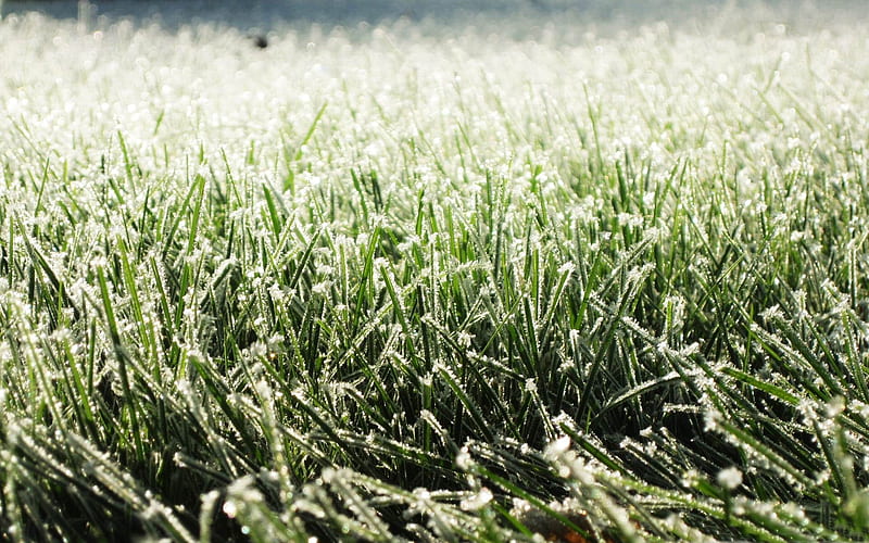 frost on grass-Winter snow scenes, HD wallpaper