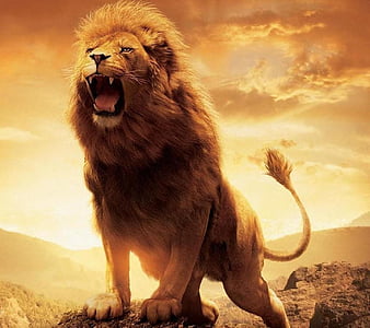 The Lion, cute, feelings, king, love, HD wallpaper