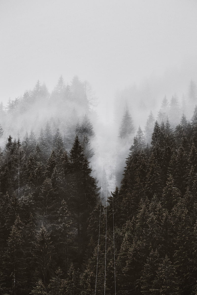 forest, trees, fog, crowns, tops, cable car, HD phone wallpaper