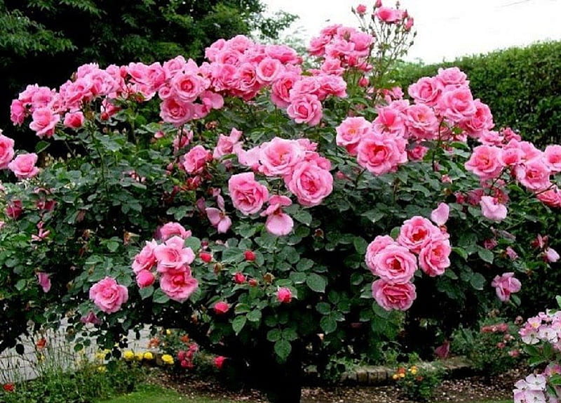 pink roses tree , flowers, garden, nature, rose tree, pink, HD wallpaper