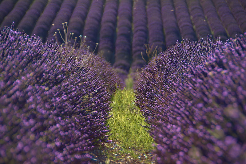 Lavender, flowers, field, purple, HD wallpaper | Peakpx