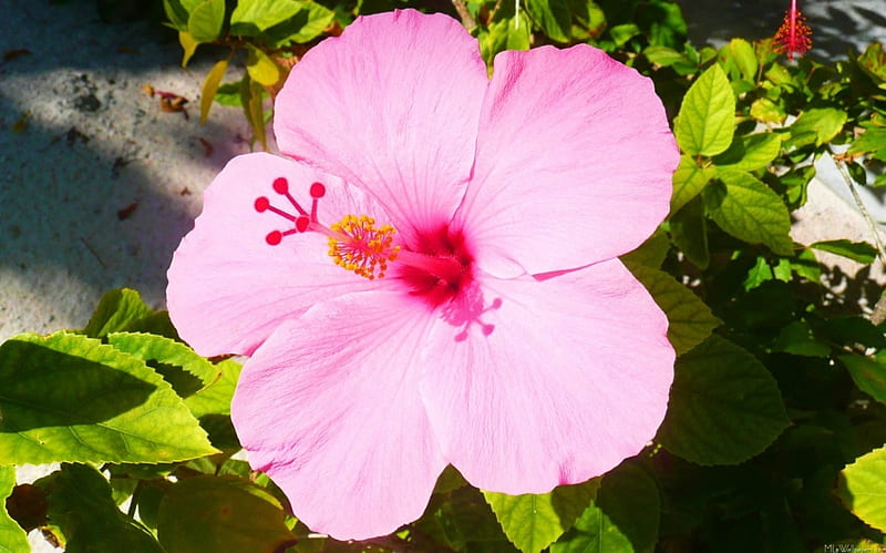 Pink Hibiscus, exotic, leaves, blossom, garden, petals, HD wallpaper