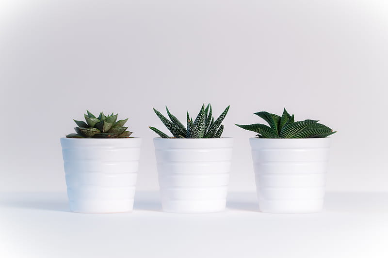 Three Green Assorted Plants in White Ceramic Pots, HD wallpaper