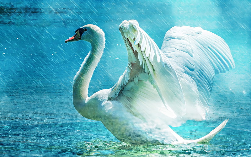 White swan rain, lake, swans, Cygnini, HD wallpaper