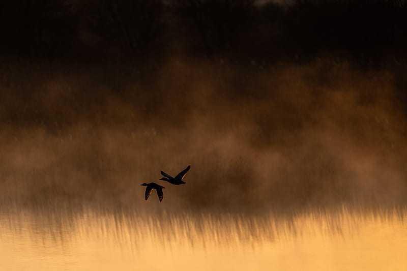 ducks, birds, lake, fog, dusk, HD wallpaper