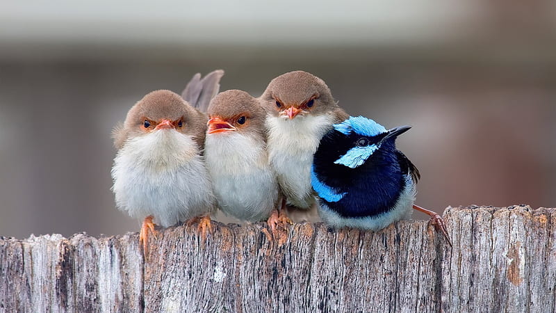 Passerine Birds, birds, cute, HD wallpaper