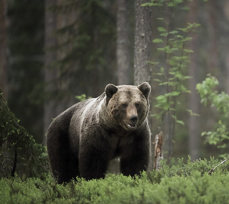 Bear, grizzly, black, nature, forest, trees, animal, HD wallpaper