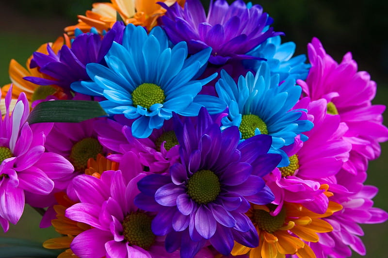 Colorful flowers, pretty, colorful, lovely, colors, bonito, delicate, garberas, nice, bouquet, flowers, nature, harmony, HD wallpaper