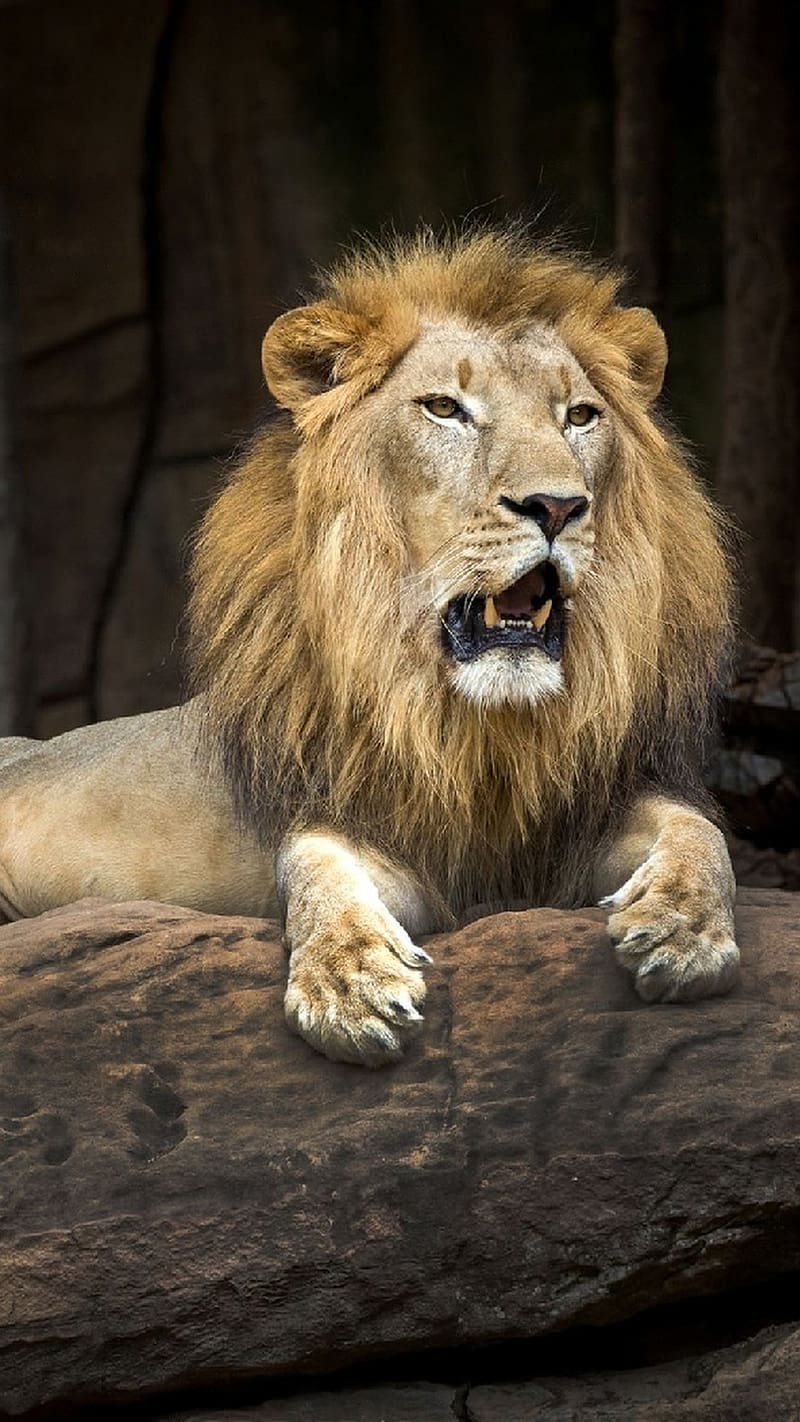 King of jungle-sher, black, king, land, lion, lions, HD phone wallpaper |  Peakpx