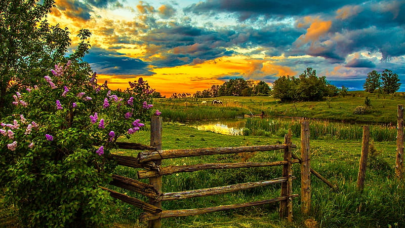 Beautiful Scenery Green Grass Field Horses Purple Pink Flowers Plants Wood Fence Under White Clouds Blue Yellow Sky Nature, HD wallpaper