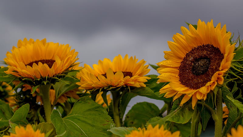 sunflowers, dark weather, petals, leaves, close-up, Flowers, HD wallpaper