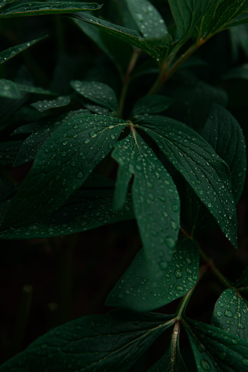 leaves, drops, plant, dark, HD phone wallpaper
