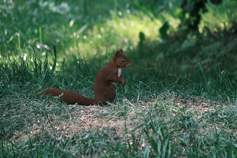squirrel, animal, furry, cute, grass, HD wallpaper squirrel, animal, furry, cute, grass, HD wallpaper