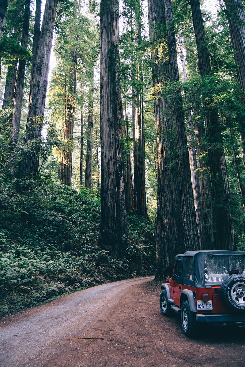 forest, suv, trees, road, HD phone wallpaper