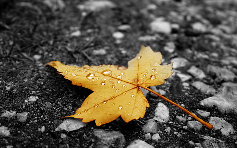 raindrops on fallen leaf-Autumn landscape, HD wallpaper