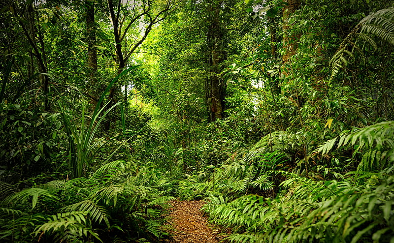 Rainforest Ultra, Nature, Forests, Trees, Asia, Forest, Indonesia, conservation, pathway, Canopy, national parks, Jawa, Jawa Barat, Kabupaten Sukabumi, Sukabumi, West Java, forest management, natural resources, rainforests, situ gunung, tropical forests, REGIONS, HD wallpaper