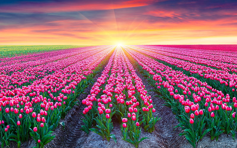 Holland, spring, tulips, sunset, солнце, tulips field, Europe, HD wallpaper