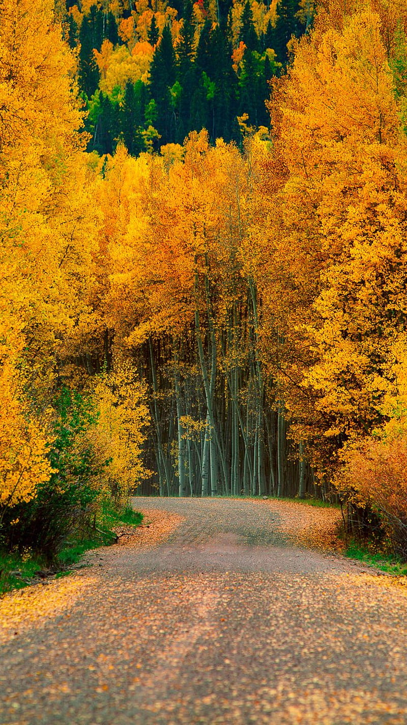 Gold Autumn, autumn, fall, forest, gold, HD phone wallpaper