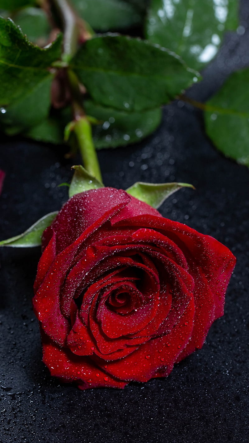 Red rose, drops, love, single, waterdrops, HD phone wallpaper | Peakpx