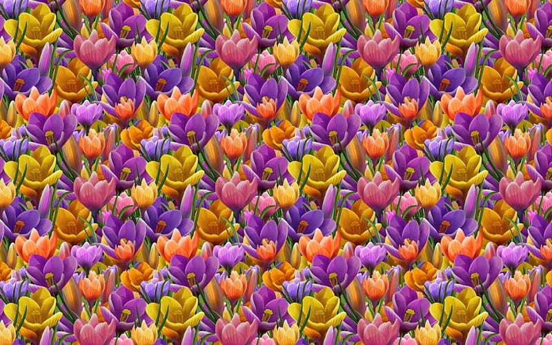 Spring texture, pattern, crocus, orange, yellow, spring, purple, texture, flower, paper, pink, HD wallpaper