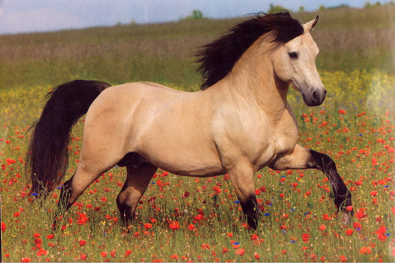 Buckskin Horse, Running Horses, Horses, Stallions, Buckskin Horses, HD wallpaper