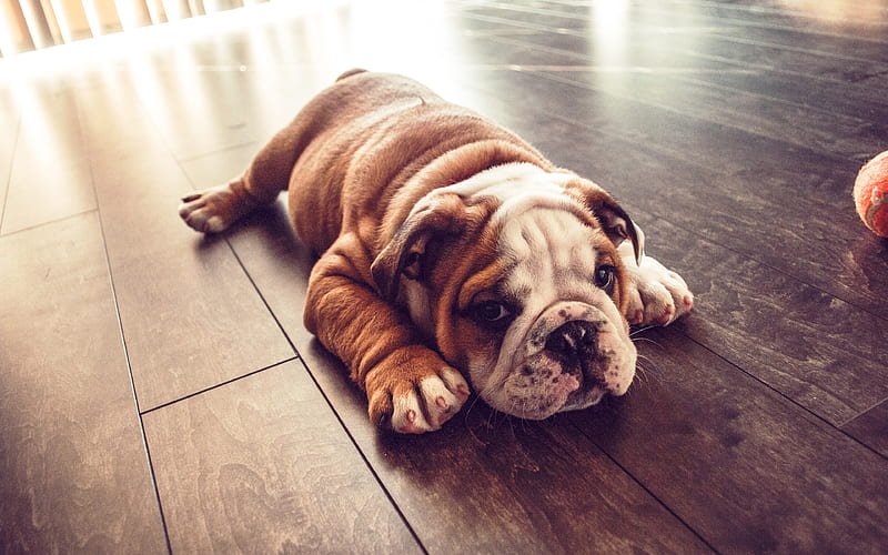 English Bulldog, lying dog, pets, puppy, cute animals, lazy dog, English Bulldog Dog, HD wallpaper
