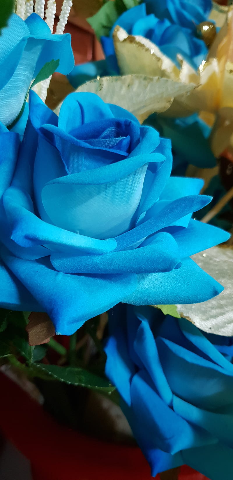 Blue flowers, bonito, flower, gouyave, grenada, micah, rose, HD phone wallpaper
