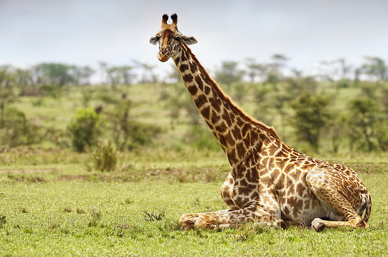 Animal, Giraffe, Masai Mara , Africa, HD wallpaper
