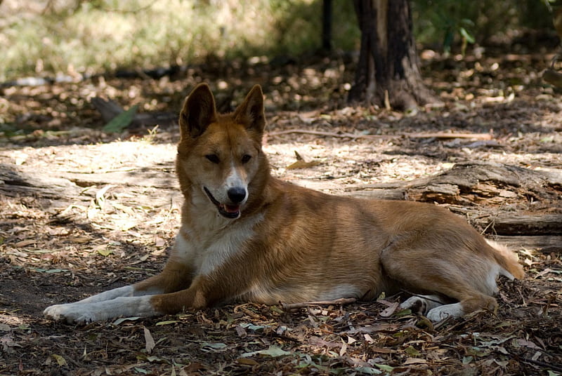 *** Wild Dog Dingo ***, dingo, pies, zwierze, dziki, HD wallpaper