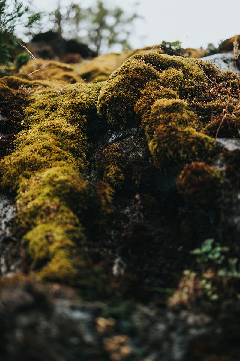 moss, macro, stones, green, HD phone wallpaper