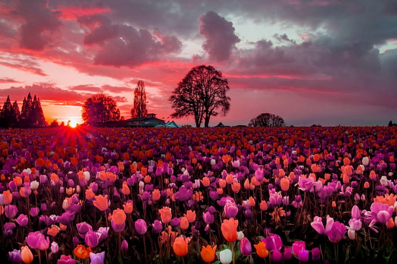 Tulips field at sunset, pretty, amazing, glow, lovely, colors, bonito, sunset, sky, tree, rays, flowers, nature, tulips, field, HD wallpaper