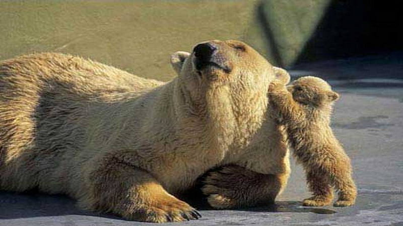Please Mom, cub, ice, polar bear, begging, HD wallpaper