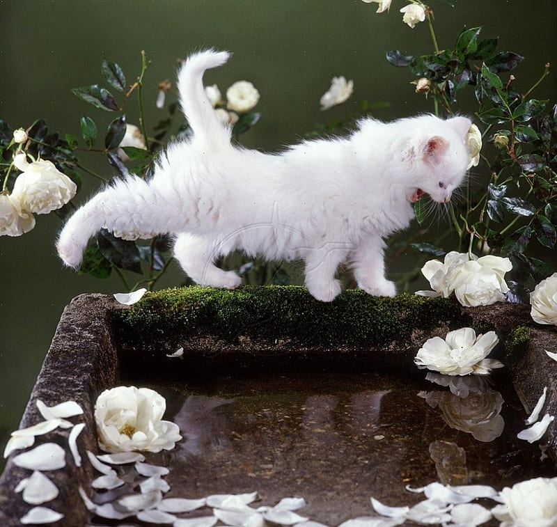 white kitty by birdbath, birdbath, kitty, white, cats, animals, HD wallpaper