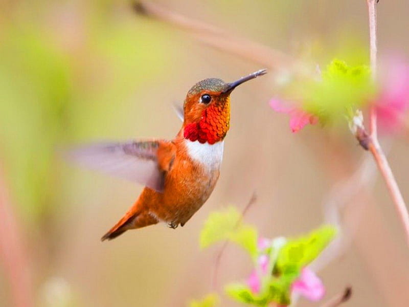 High speed, red, wings, bird, black, hummingbird, white, HD wallpaper