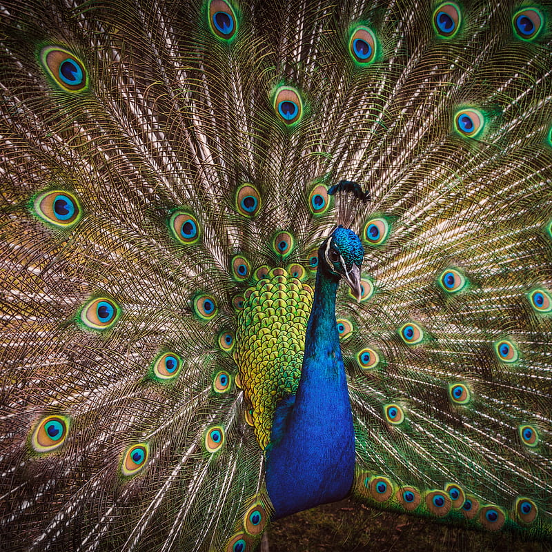 Blue Peacock , Peafowl, Beautiful, Green Feathers, Closeup, Animals, Cute Peacock, HD phone wallpaper