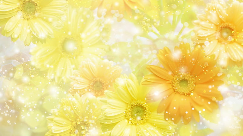 Daisy Dusting, shasta, glitter, yellow, sunny, glows, sparkle, daisies, gold, gerbera, flowers, HD wallpaper