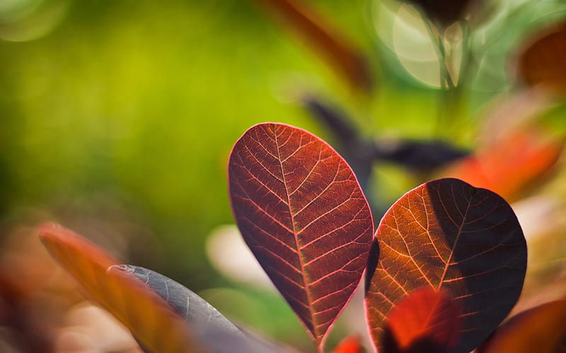 reddish leaves-Plant macro graphy, HD wallpaper
