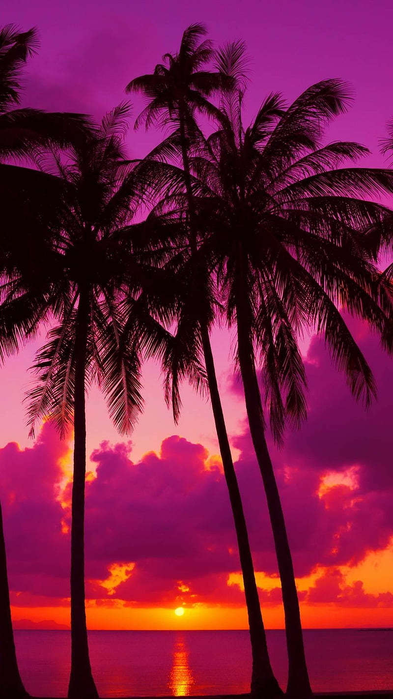 Colorful, palm, tree, HD phone wallpaper | Peakpx