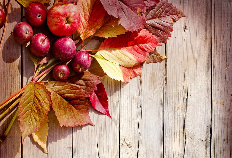 Autumn, harvest, leaves, applea, wood, HD wallpaper | Peakpx