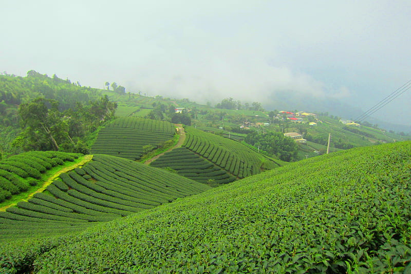 Tea plantations in the mountains, tea plantations, house, misty clouds, mountains, HD wallpaper