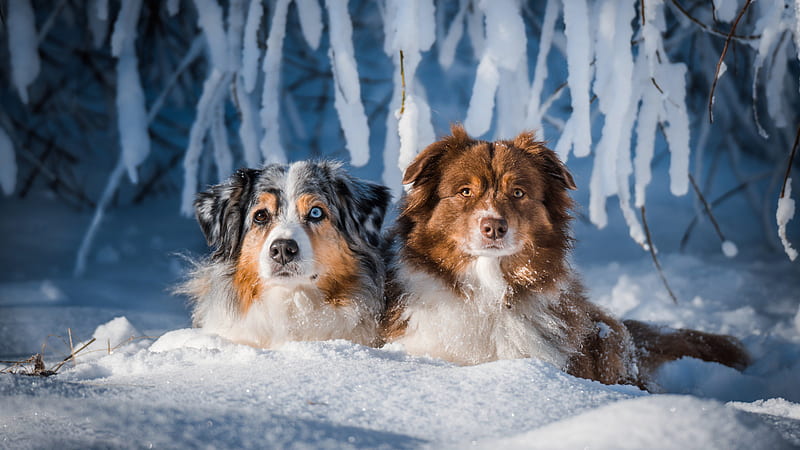 Australian Shepherd Dogs Are Sitting On Snow In Snow Forest Background Dog, HD wallpaper
