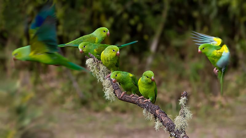 Birds, Animal, Parakeet, HD wallpaper
