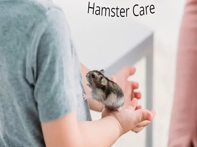 why do hamsters die so easily, why do hamsters die, hamsters die so easily, hamsters, HD wallpaper