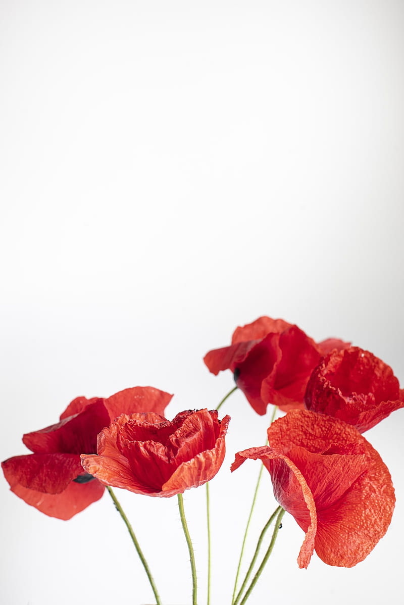Poppy Flower [], Red and White Floral, HD phone wallpaper