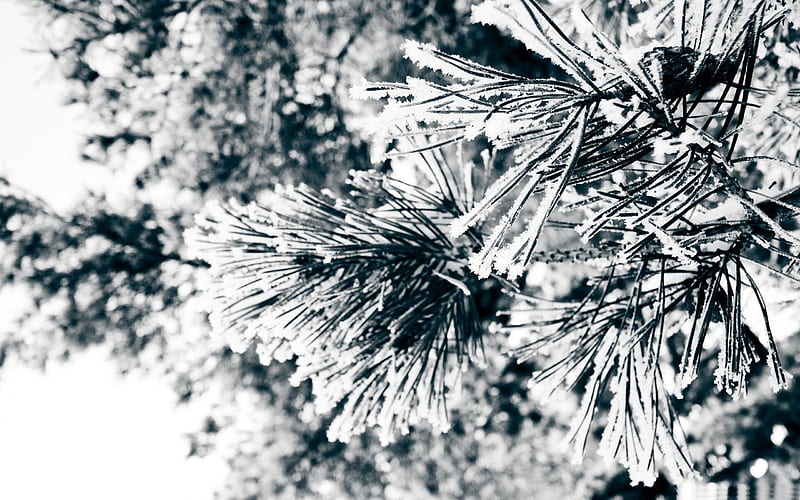 snowy pine needles-Winter natural landscape, HD wallpaper